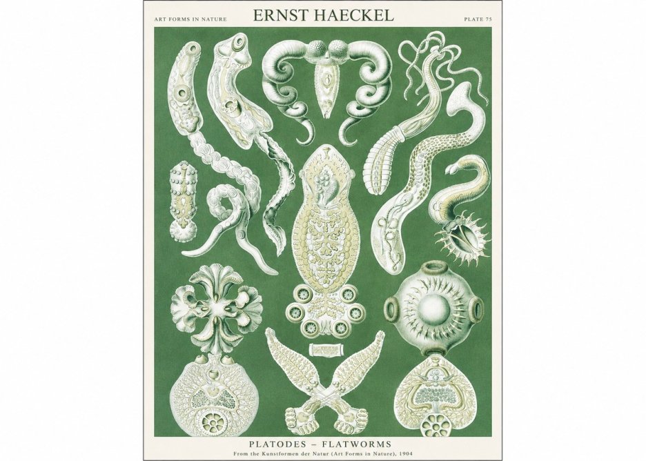 Ernst Haeckel Platodes – Flatworms No1 - Poszter