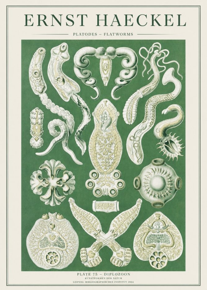 Ernst Haeckel Platodes – Flatworms No2 - Poszter