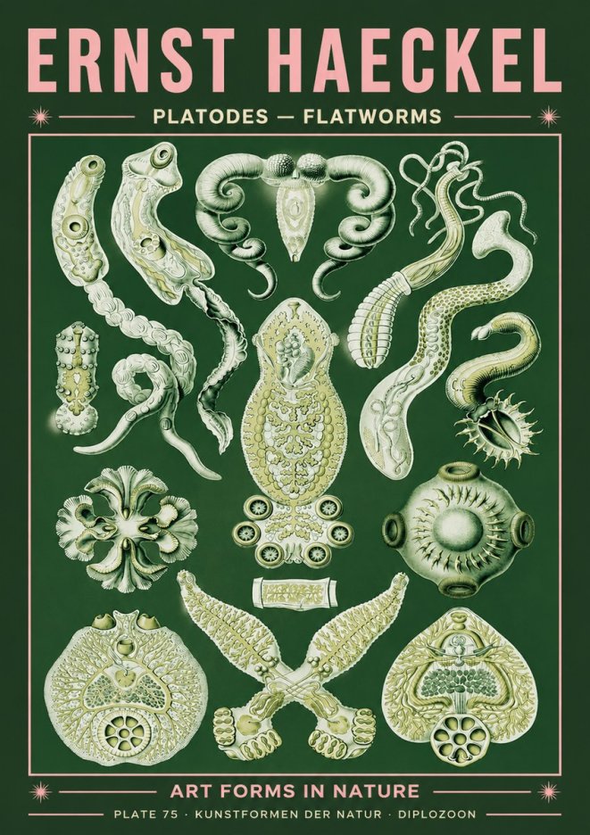 Ernst Haeckel Platodes – Flatworms No4 - Poszter