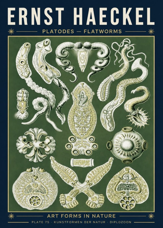 Ernst Haeckel Platodes – Flatworms No5 - Poszter
