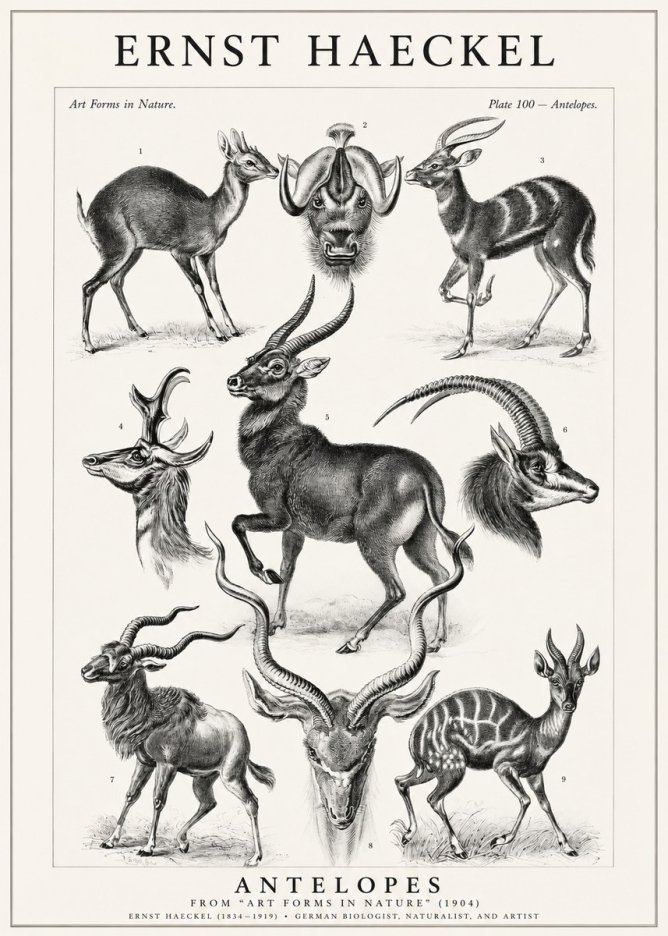 Ernst Haeckel Antelopes No1 - Poszter