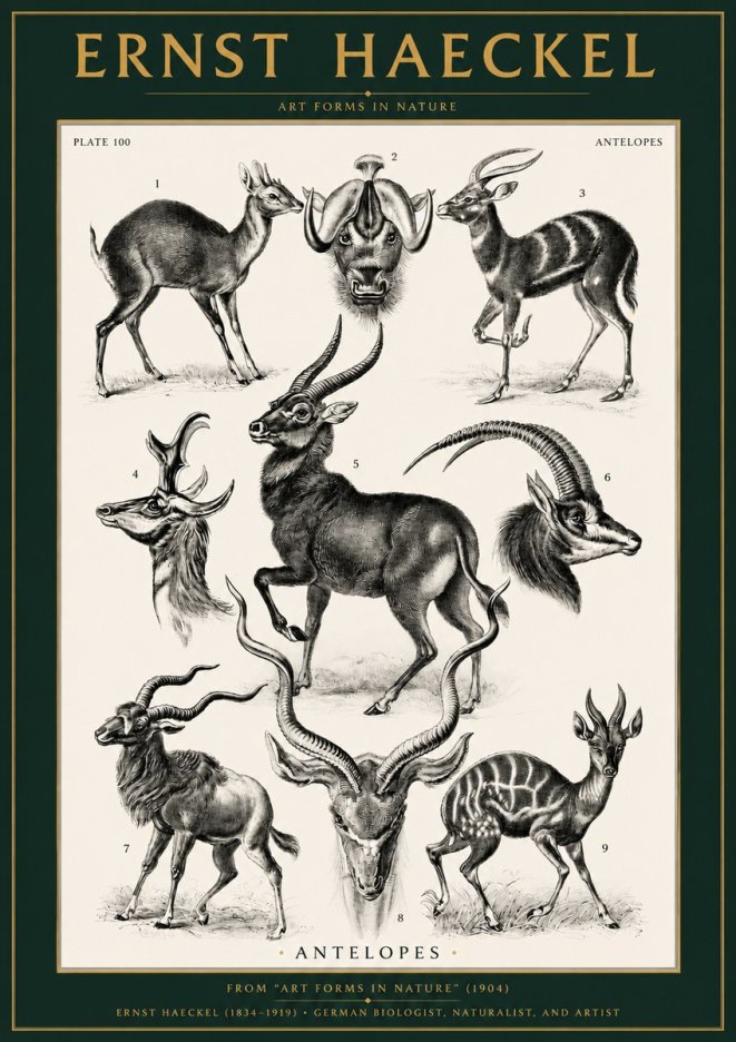 Ernst Haeckel Antelopes No2 - Poszter
