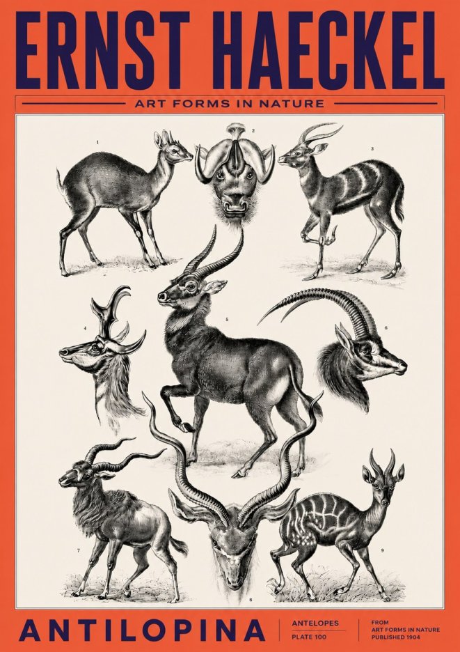 Ernst Haeckel Antelopes No6 - Poszter