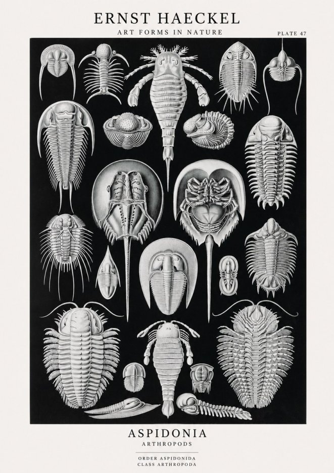 Ernst Haeckel Aspidonia No1 - Poszter