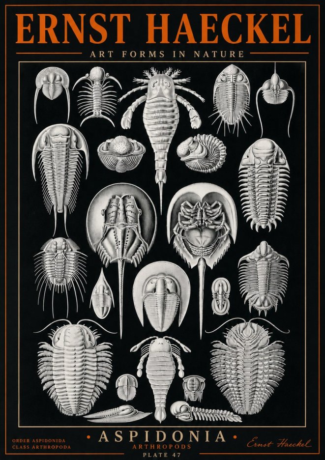Ernst Haeckel Aspidonia No5 - Poszter