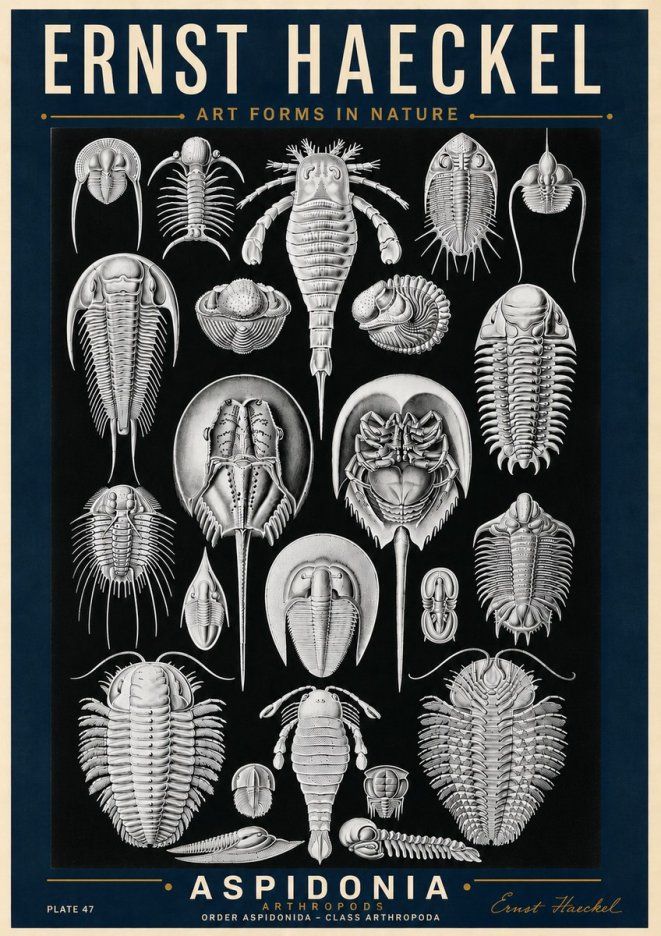 Ernst Haeckel Aspidonia No6 - Poszter