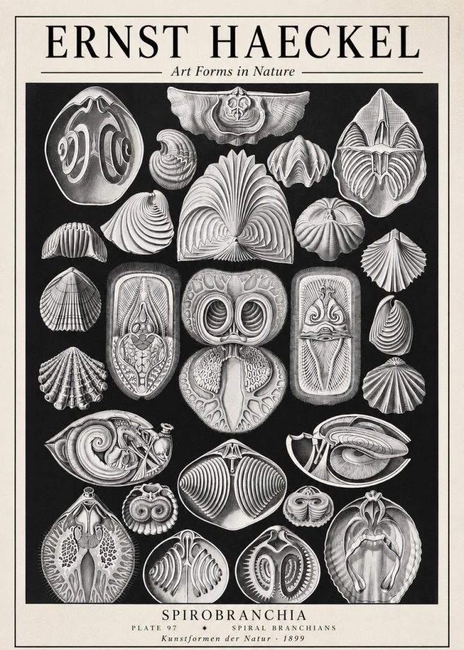 Ernst Haeckel Spirobranchia No1 - Poszter
