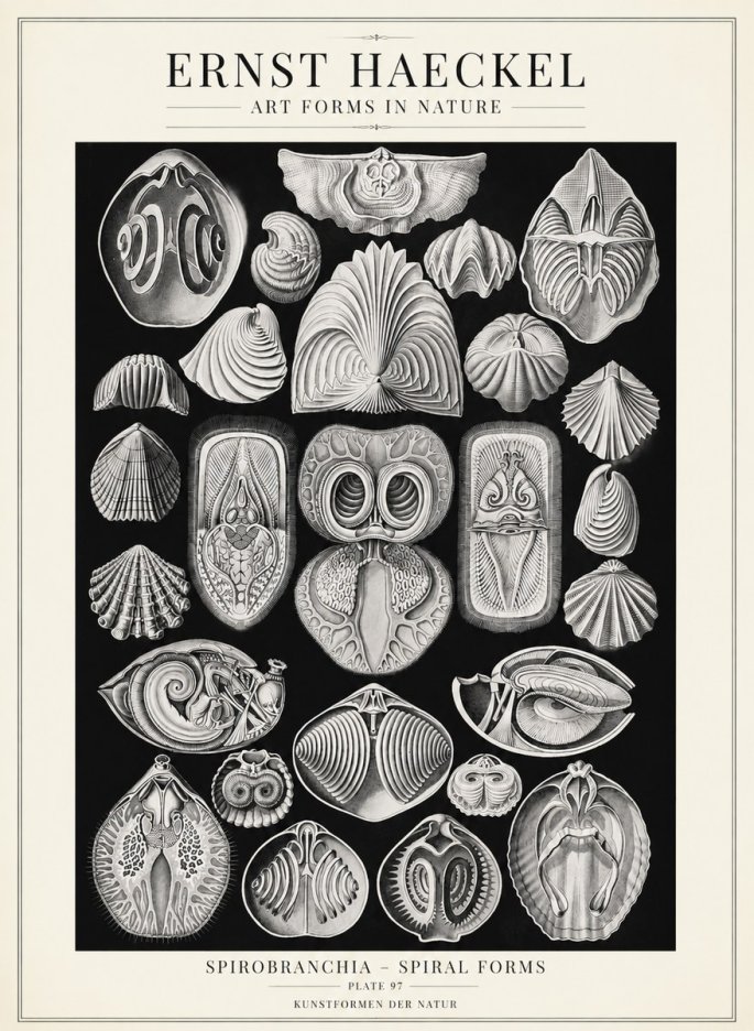 Ernst Haeckel Spirobranchia No4 - Poszter
