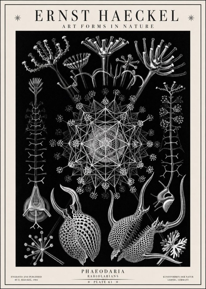 Ernst Haeckel Phaeodaria Radiolarians - Plate 61 No1 - Poszter