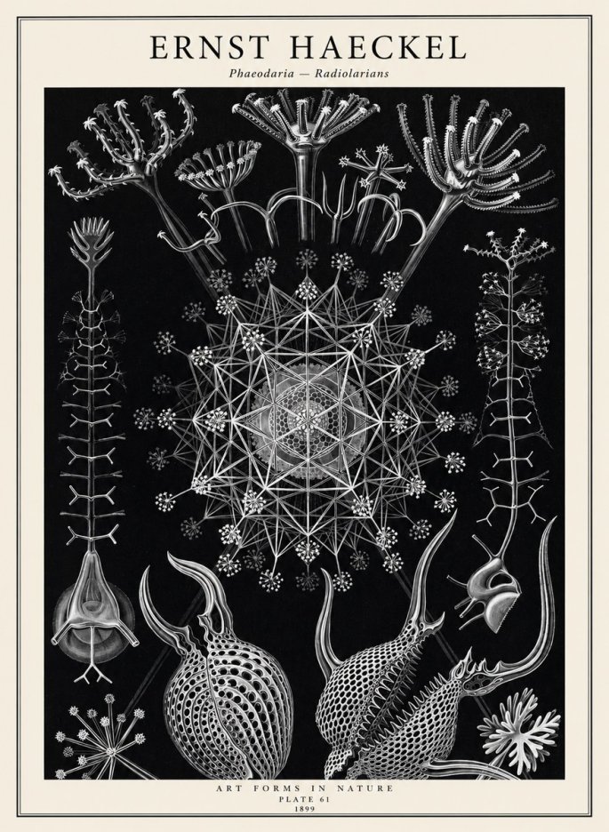 Ernst Haeckel Phaeodaria Radiolarians - Plate 61 No2 - Poszter