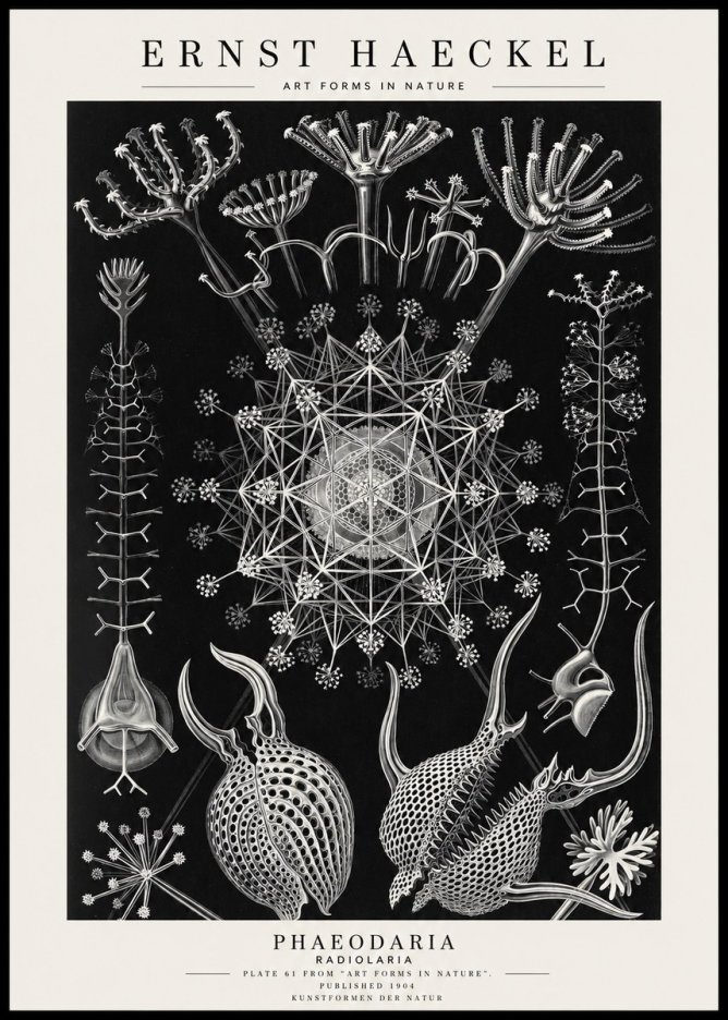 Ernst Haeckel Phaeodaria Radiolarians - Plate 61 No4 - Poszter