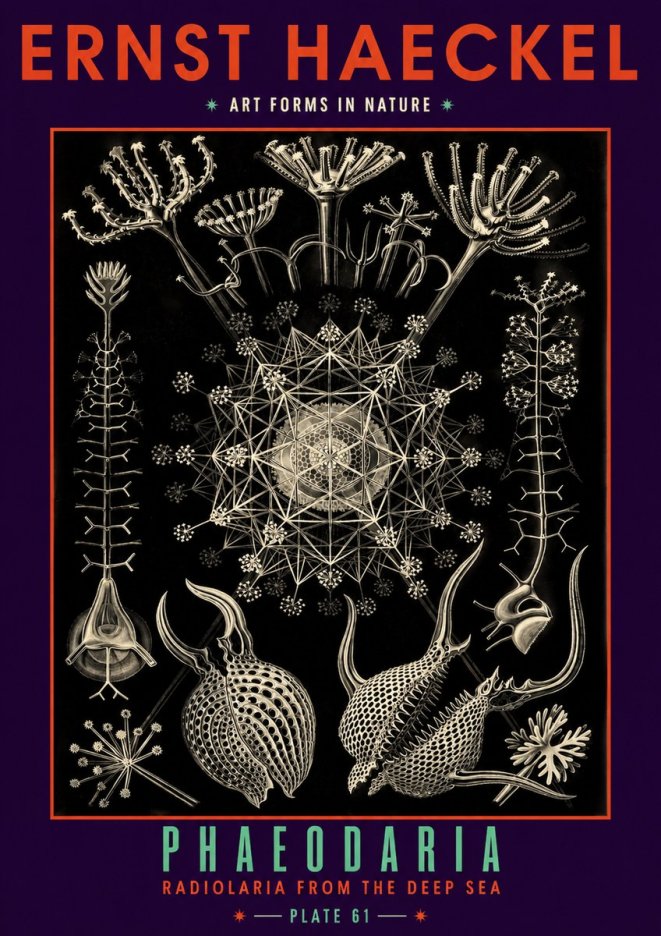 Ernst Haeckel Phaeodaria Radiolarians - Plate 61 No6 - Poszter