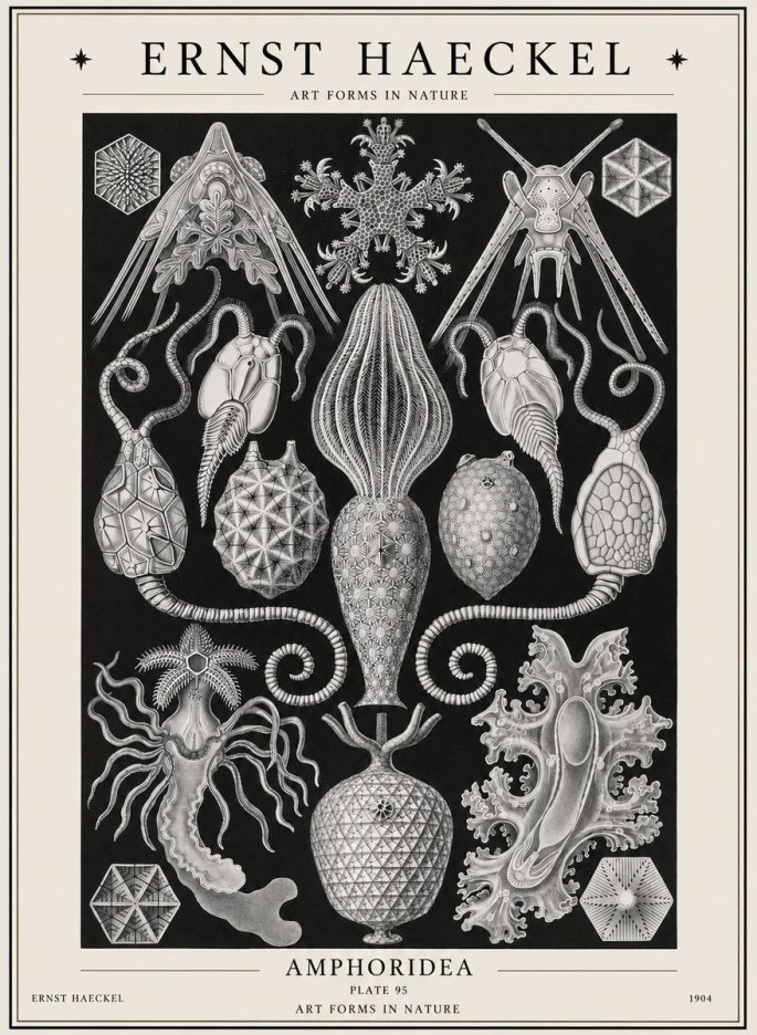Ernst Haeckel Amphoridea No1 - Poszter