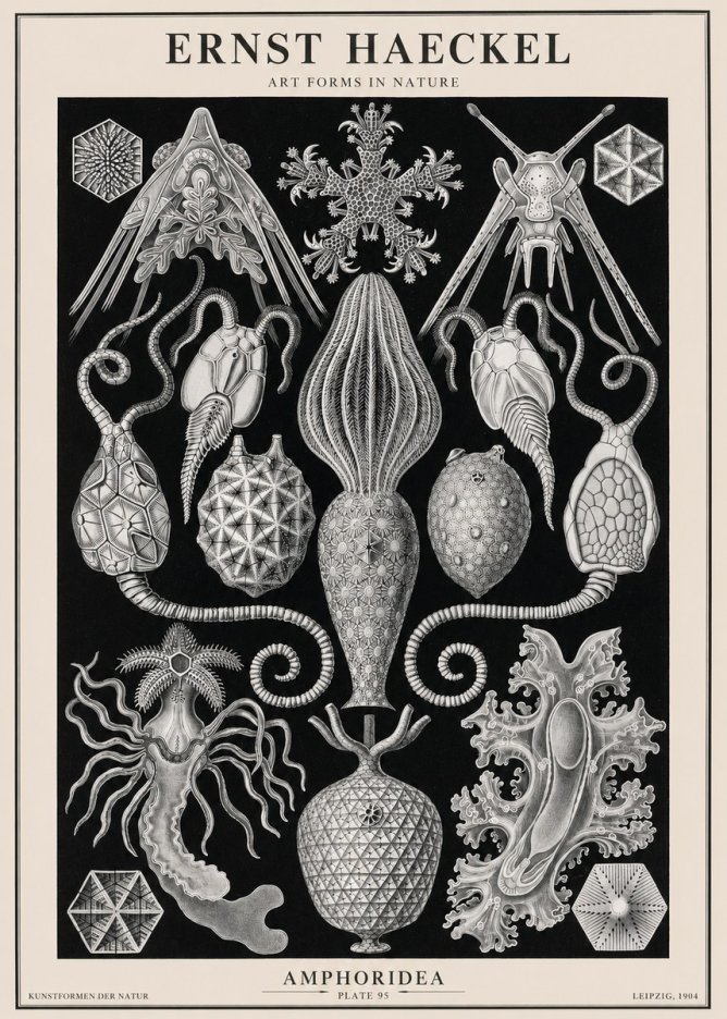 Ernst Haeckel Amphoridea No2 - Poszter