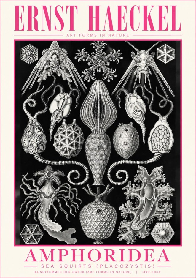 Ernst Haeckel Amphoridea No5 - Poszter