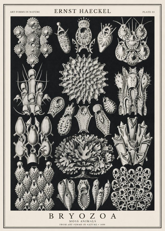 Ernst Haeckel Bryozoa No1 - Poszter