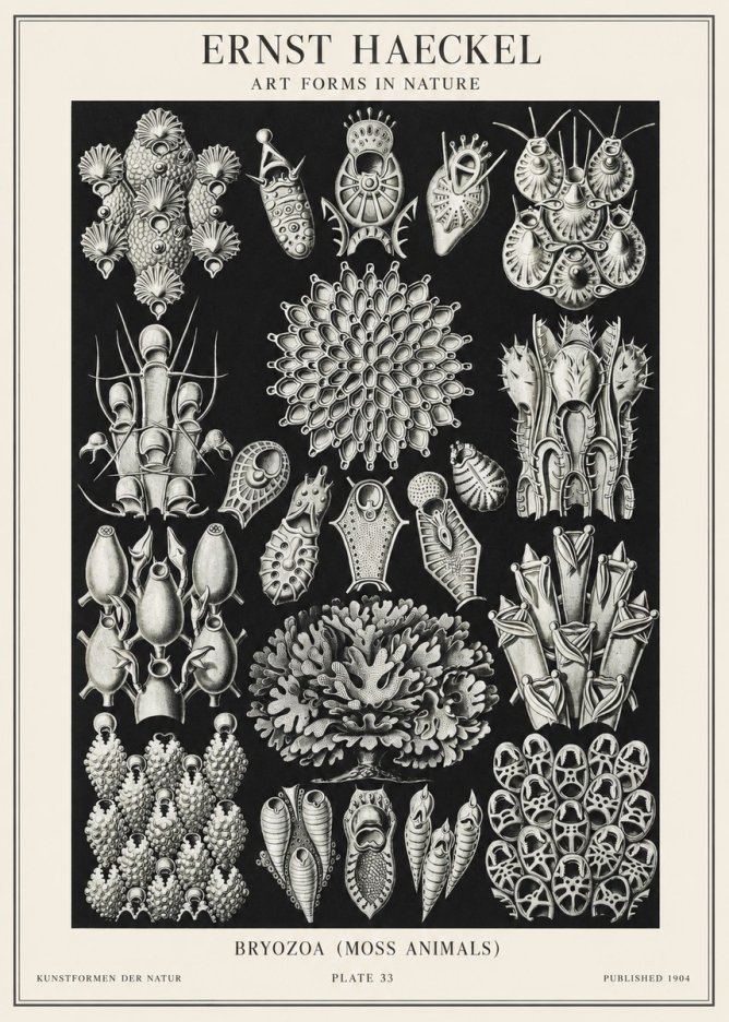 Ernst Haeckel Bryozoa No2 - Poszter