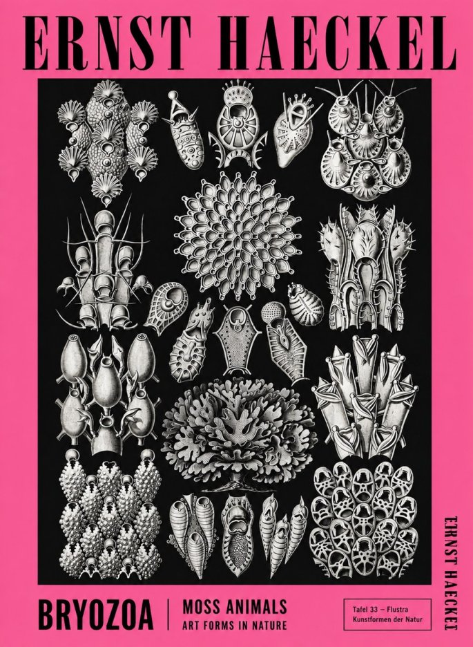 Ernst Haeckel Bryozoa No4 - Poszter