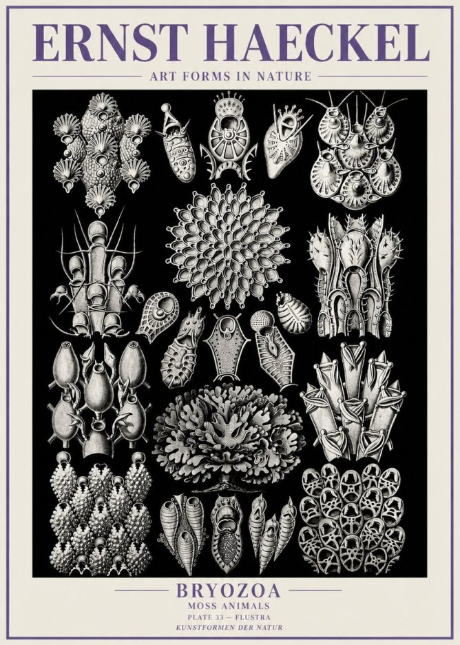 Ernst Haeckel Bryozoa No6 - Poszter