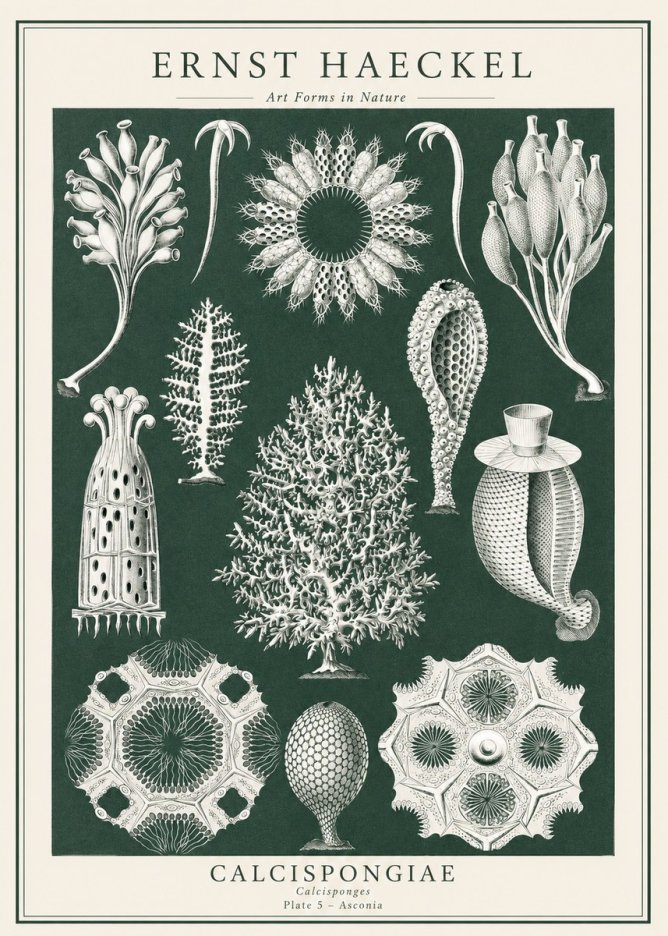 Ernst Haeckel Calcispongiae - Calcisponiges - Plate 5 - Asconia No1 - Poszter