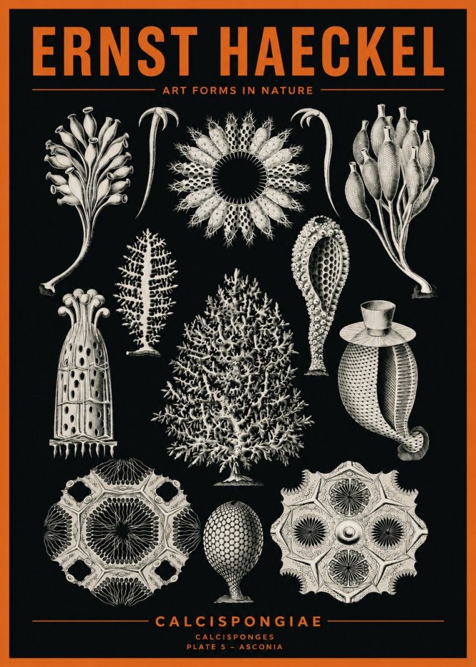 Ernst Haeckel Calcispongiae - Calcisponiges - Plate 5 - Asconia No2 - Poszter