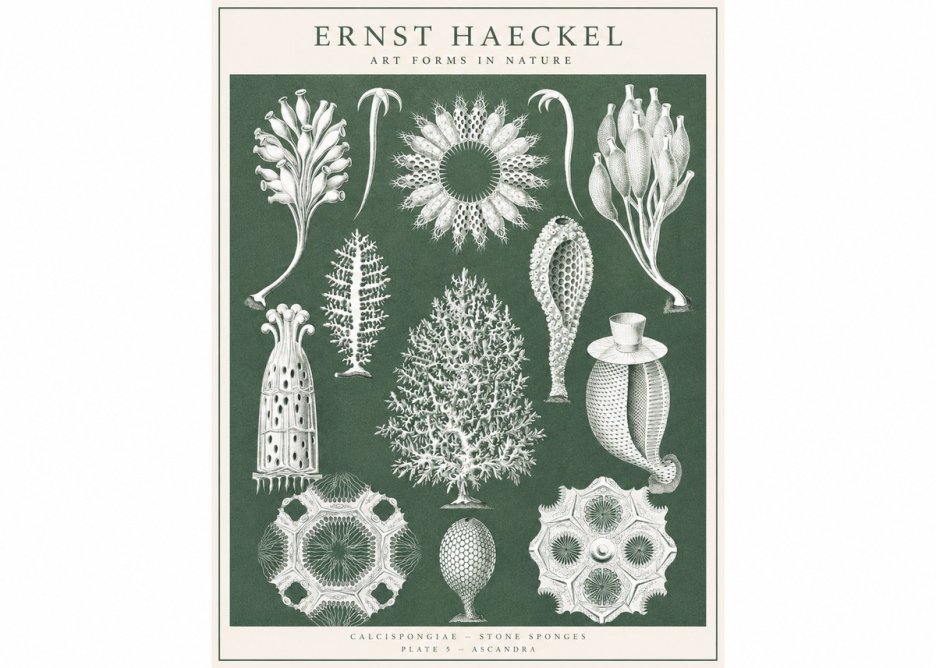 Ernst Haeckel Calcispongiae - Calcisponiges - Plate 5 - Asconia No3 - Poszter