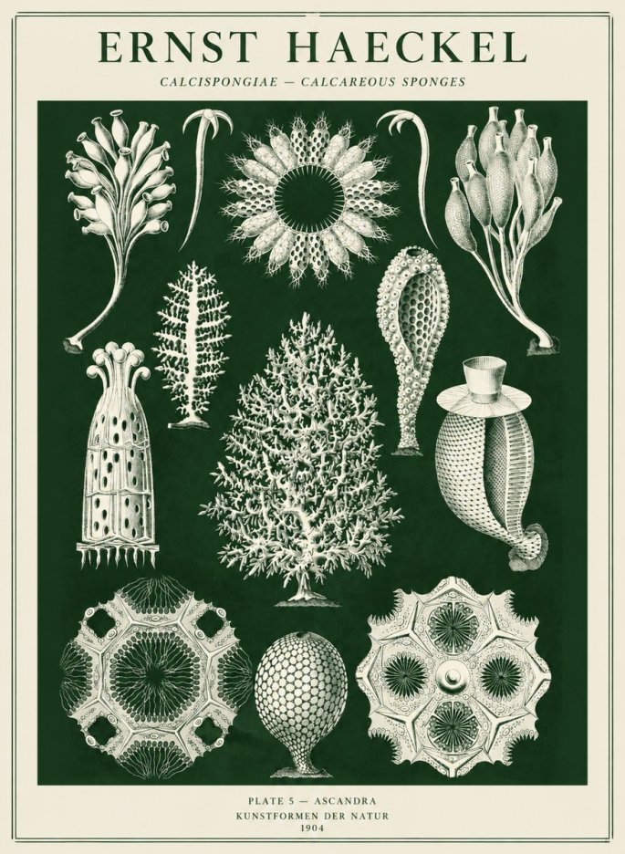 Ernst Haeckel Calcispongiae - Calcisponiges - Plate 5 - Asconia No5 - Poszter