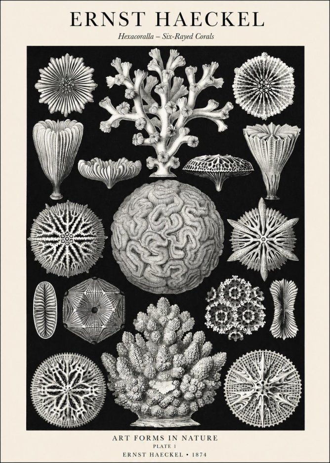 Ernst Haeckel Hexacoralla – Six-rayed Corals No1 - Poszter