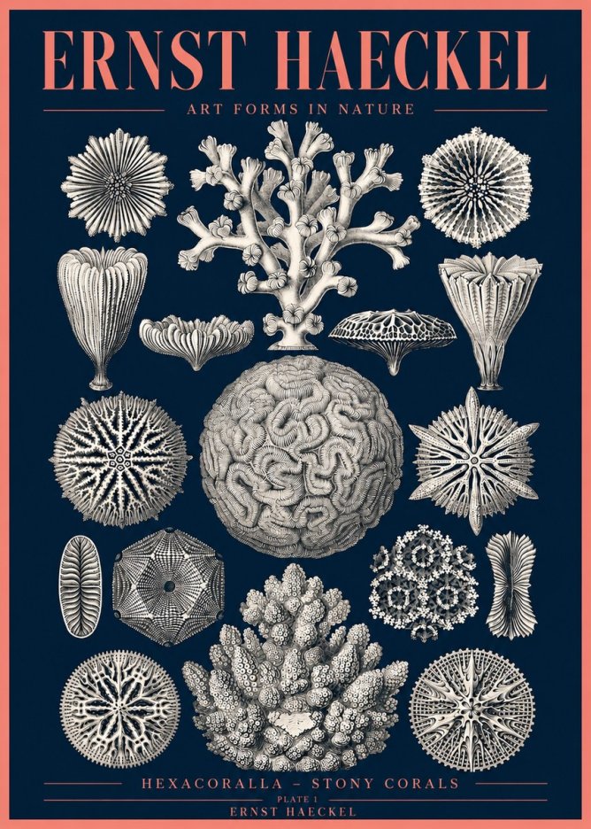 Ernst Haeckel Hexacoralla – Six-rayed Corals No4 - Poszter
