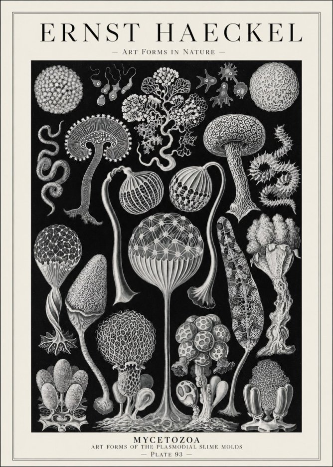 Ernst Haeckel Mycetozoa No1 - Poszter