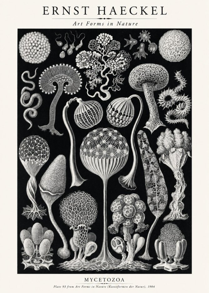 Ernst Haeckel Mycetozoa No2 - Poszter