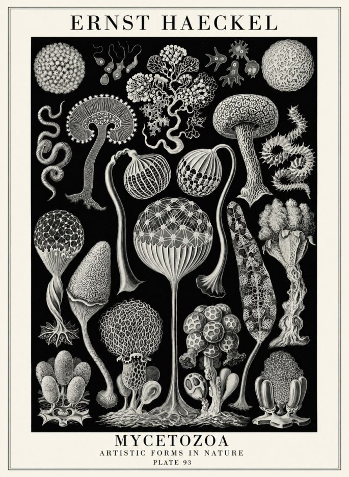 Ernst Haeckel Mycetozoa No4 - Poszter