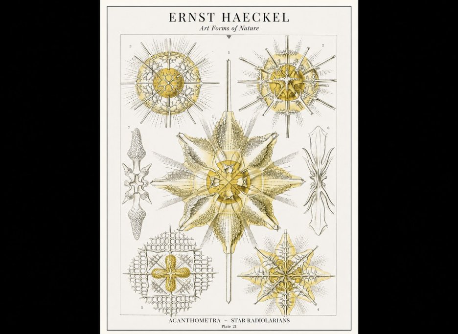 Ernst Haeckel Acanthometra - Star Radiolarians No1 - Poszter