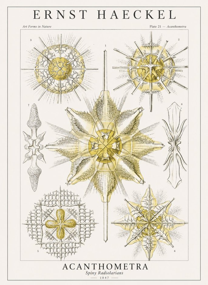 Ernst Haeckel Acanthometra - Star Radiolarians No4 - Poszter