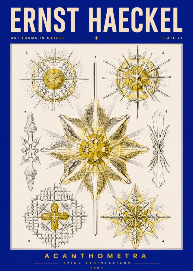 Ernst Haeckel Acanthometra - Star Radiolarians No5 - Poszter