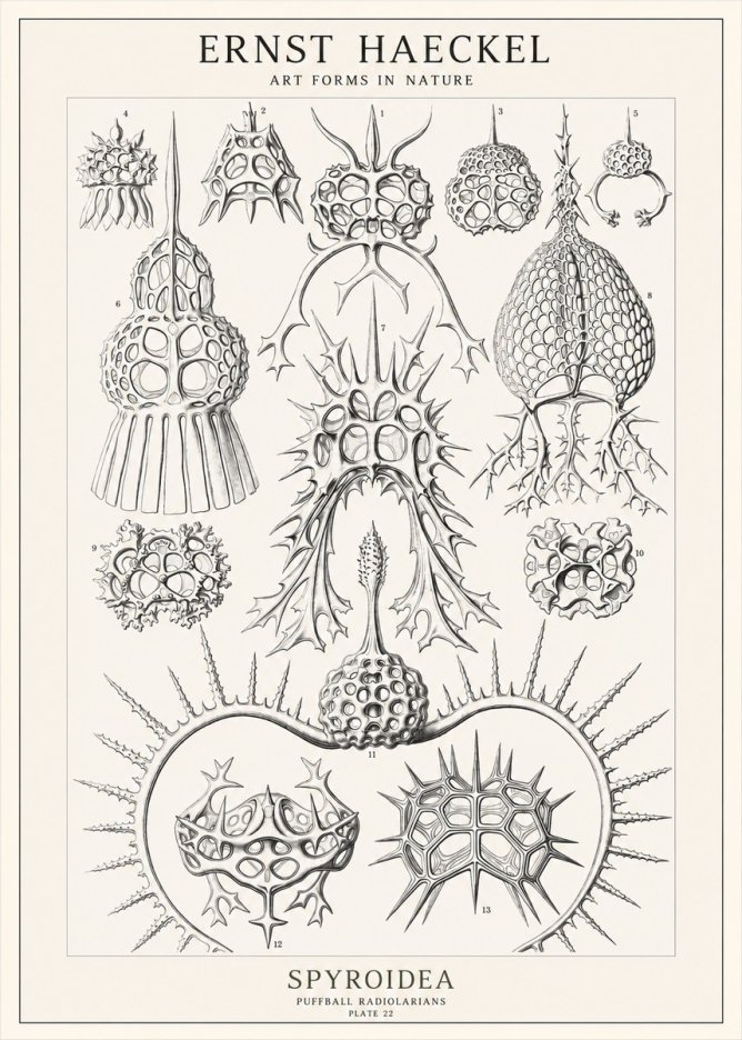 Ernst Haeckel Spyroidea - Puffball Radiolarians - Plate 22 No1 - Poszter