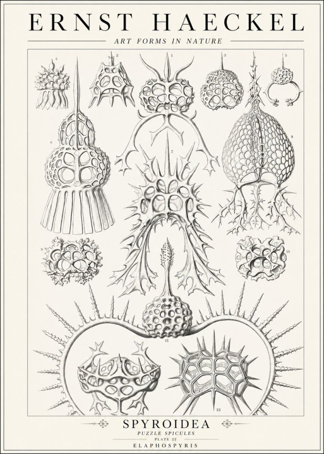 Ernst Haeckel Spyroidea - Puffball Radiolarians - Plate 22 No2 - Poszter
