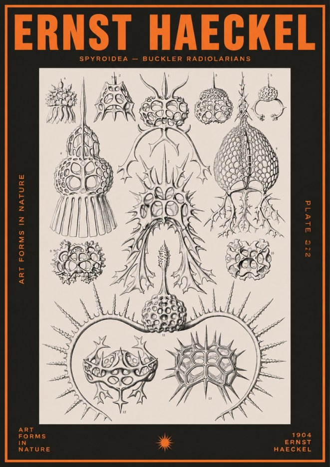 Ernst Haeckel Spyroidea - Puffball Radiolarians - Plate 22 No5 - Poszter