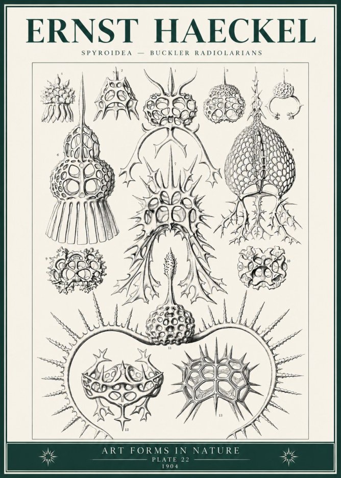 Ernst Haeckel Spyroidea - Puffball Radiolarians - Plate 22 No6 - Poszter