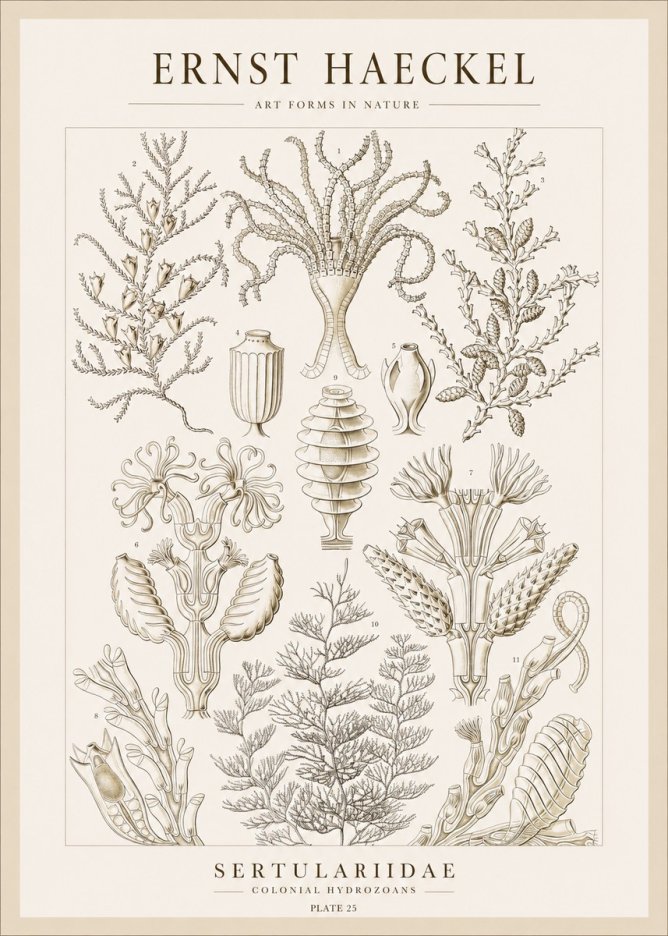 Ernst Haeckel Sertulariidae No1 - Poszter
