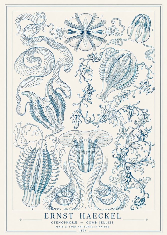Ernst Haeckel Ctenophoræ – Comb Jellies No1 - Poszter