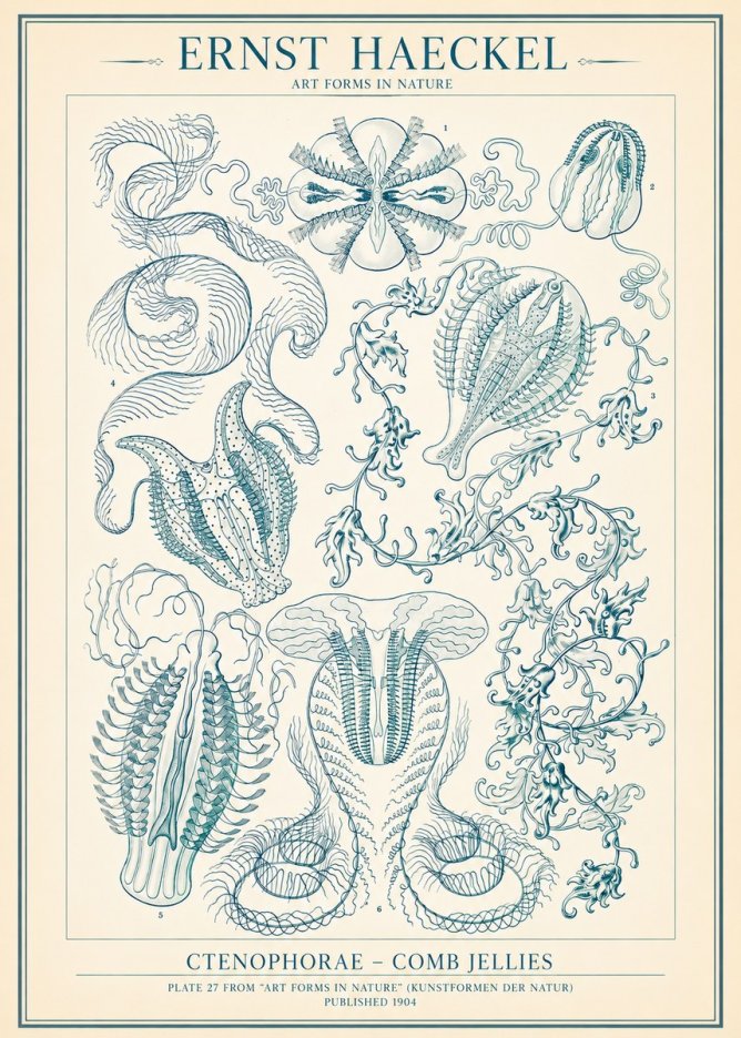 Ernst Haeckel Ctenophoræ – Comb Jellies No2 - Poszter