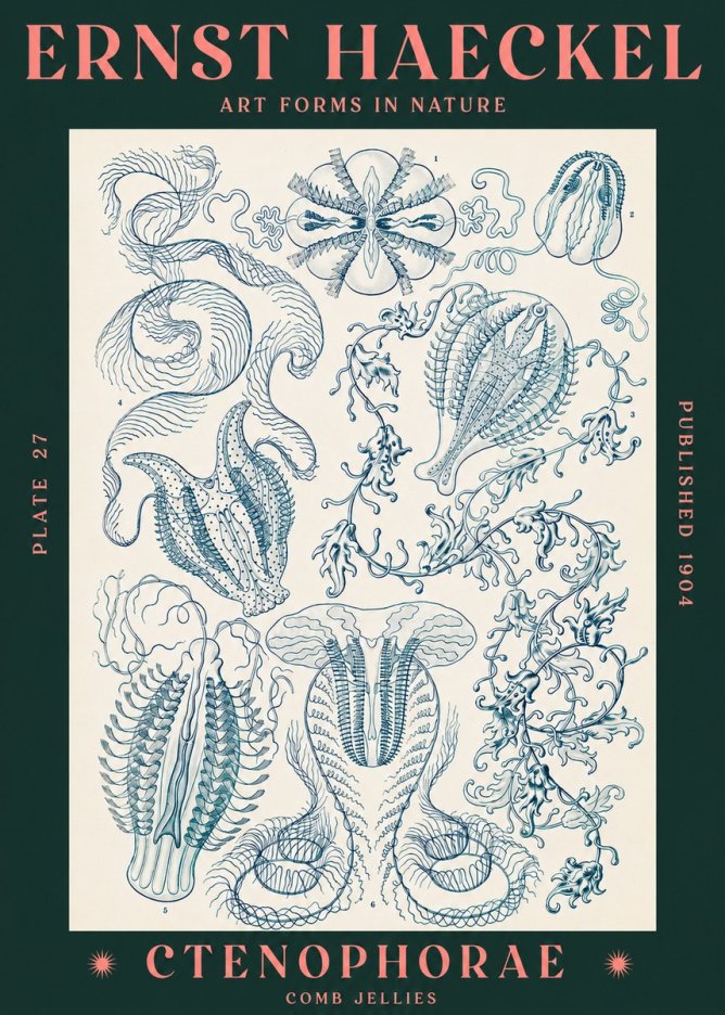 Ernst Haeckel Ctenophoræ – Comb Jellies No3 - Poszter