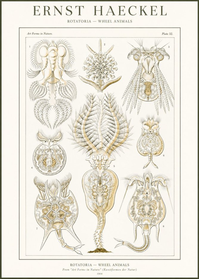 Ernst Haeckel Rotatoria - Wheel Animals No2 - Poszter