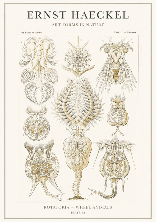 Ernst Haeckel Rotatoria - Wheel Animals No3 - Poszter