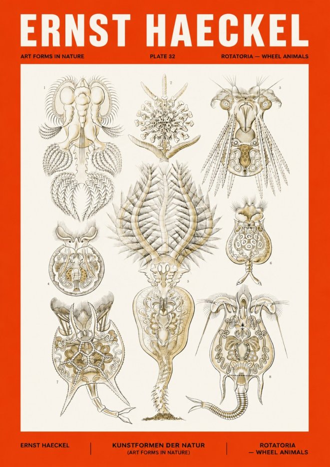 Ernst Haeckel Rotatoria - Wheel Animals No4 - Poszter