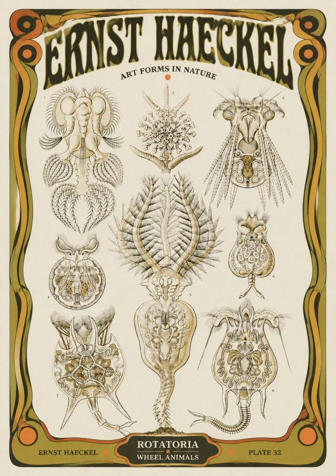 Ernst Haeckel Rotatoria - Wheel Animals No5 - Poszter