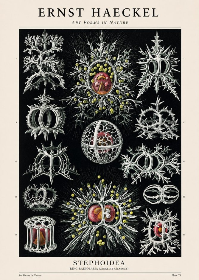 Ernst Haeckel Stephoidea No1 - Poszter