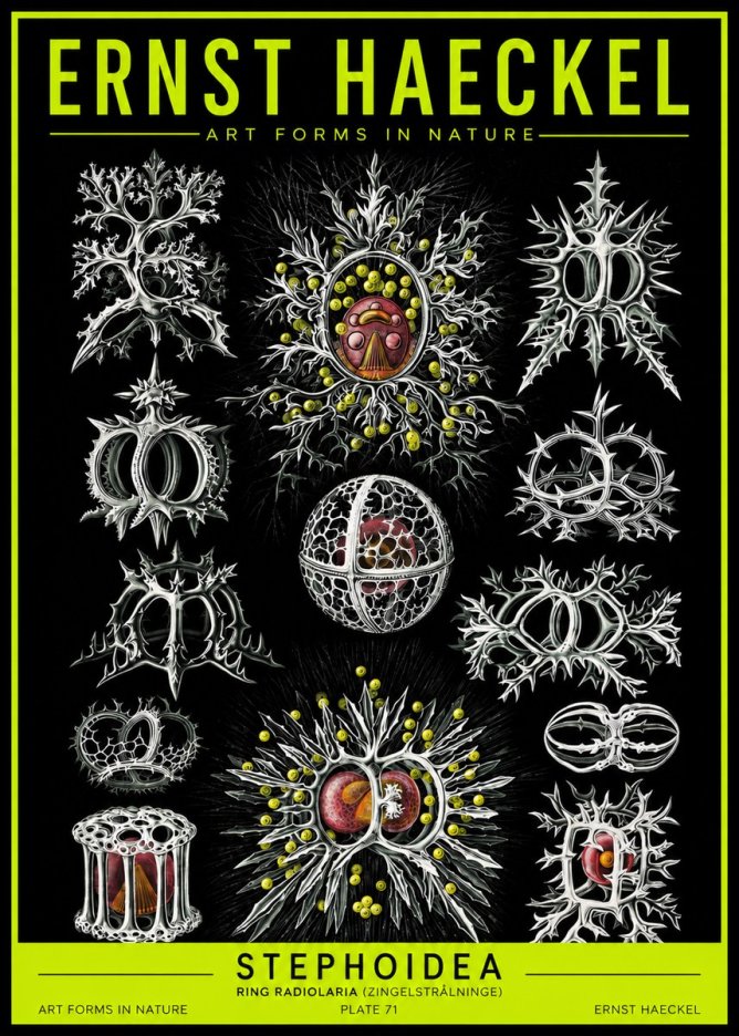 Ernst Haeckel Stephoidea No2 - Poszter