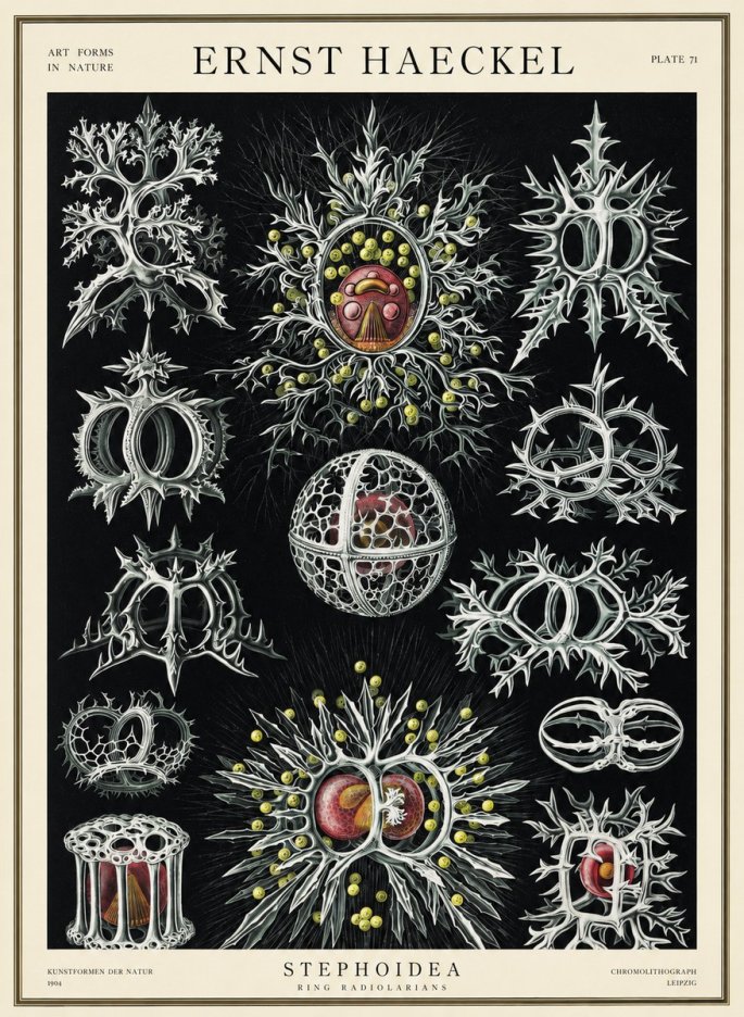 Ernst Haeckel Stephoidea No3 - Poszter